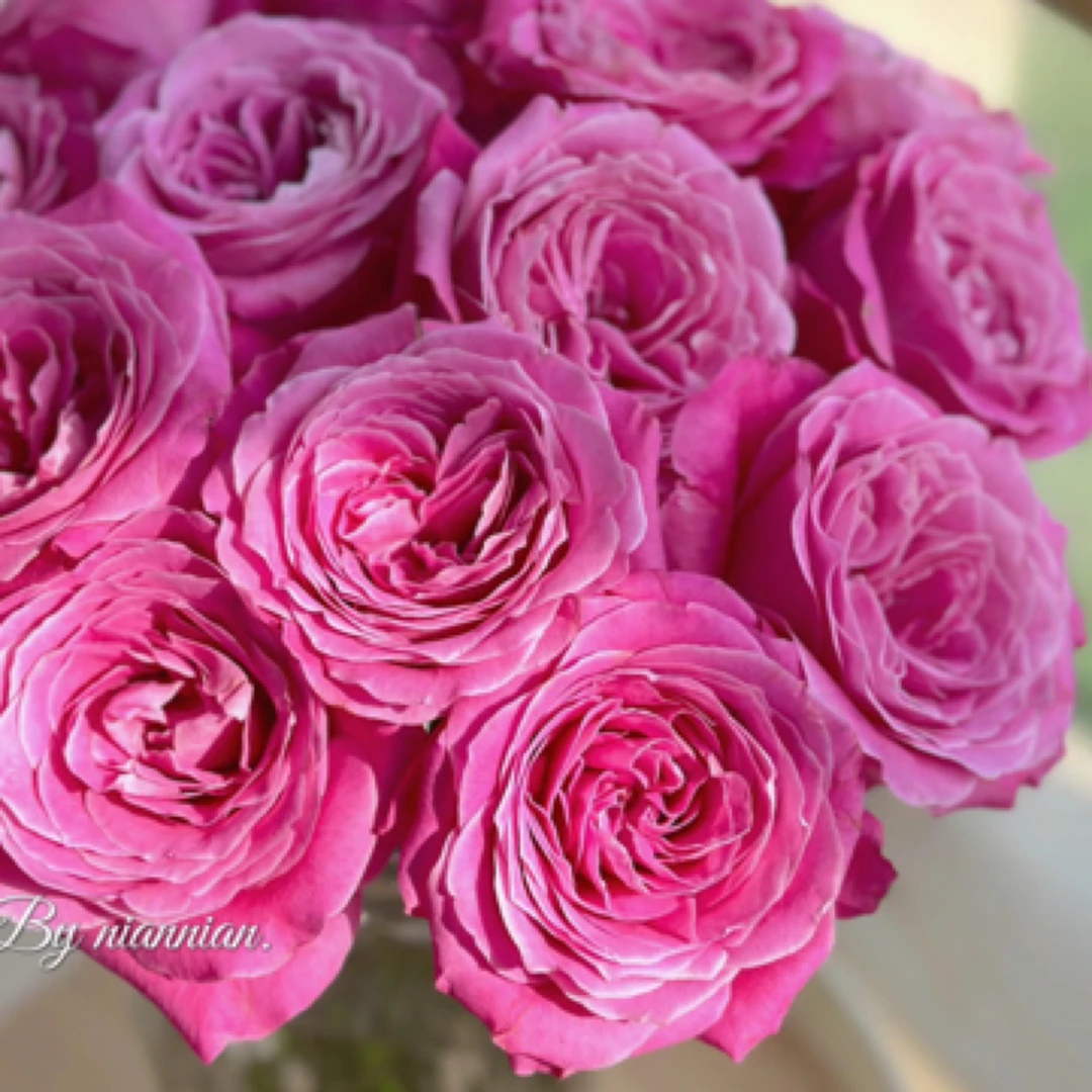 【方德荷冠】长相思玫瑰10/20枝-1单空运包邮（20%不售后）