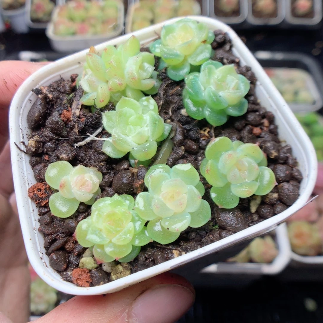 无花朵Q18。无尽灯yyyyyy