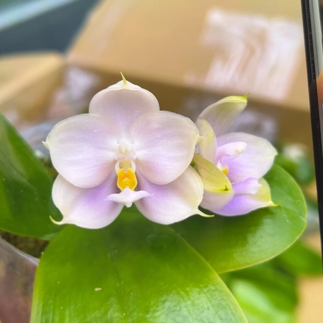 无花朵1.7寸紫珍珠苗