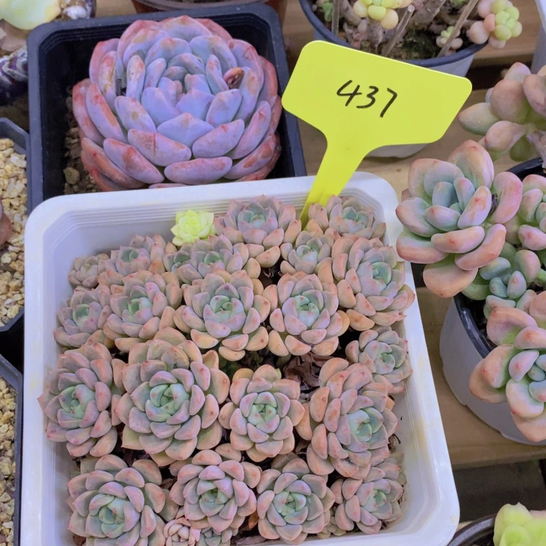 就***星开心多肉植物多肉