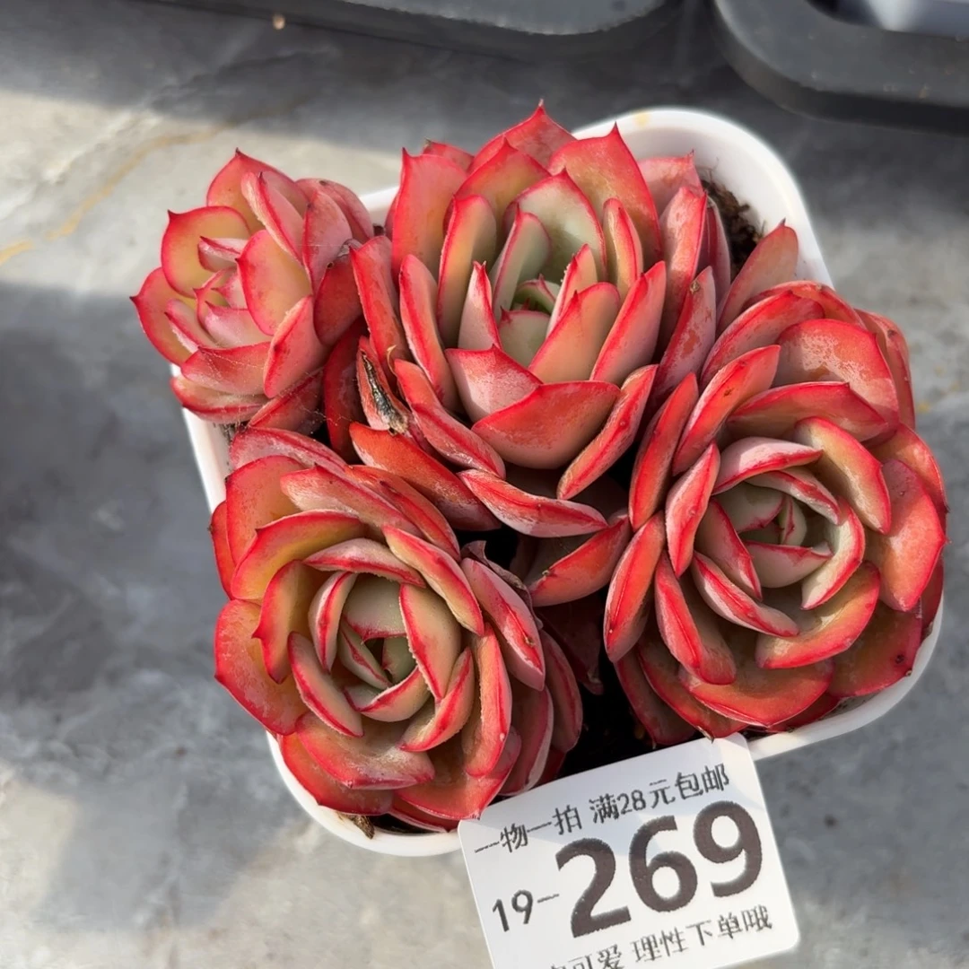 牡丹亭无盆土发货无盆