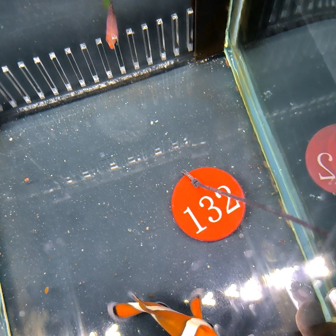 海水鱼公子5+/4-32-132/石美人6+/运40