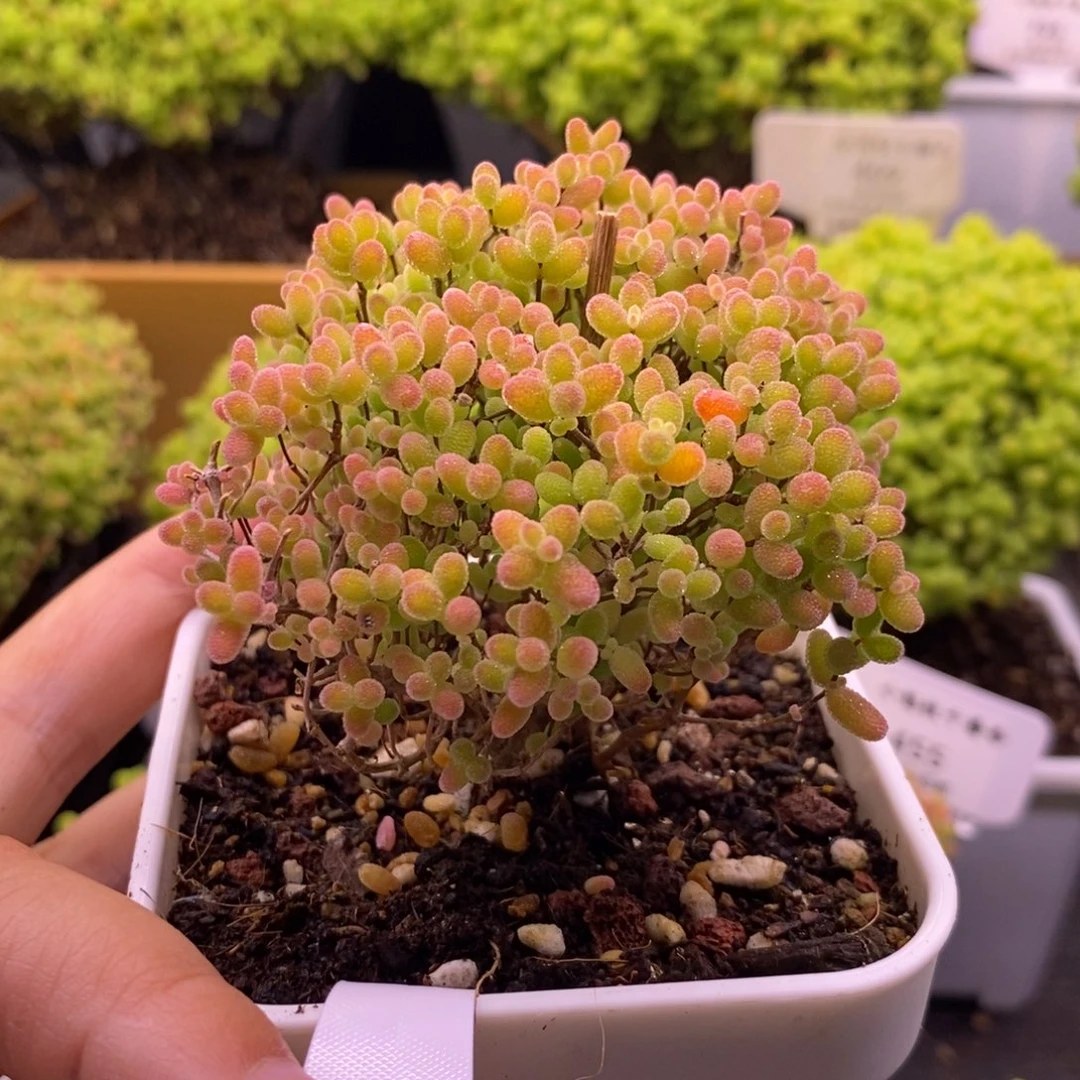 452蜜桔糖球。