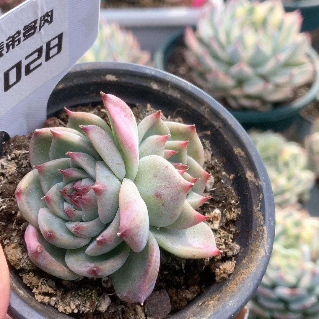 028锦锦锦锦锦锦锦