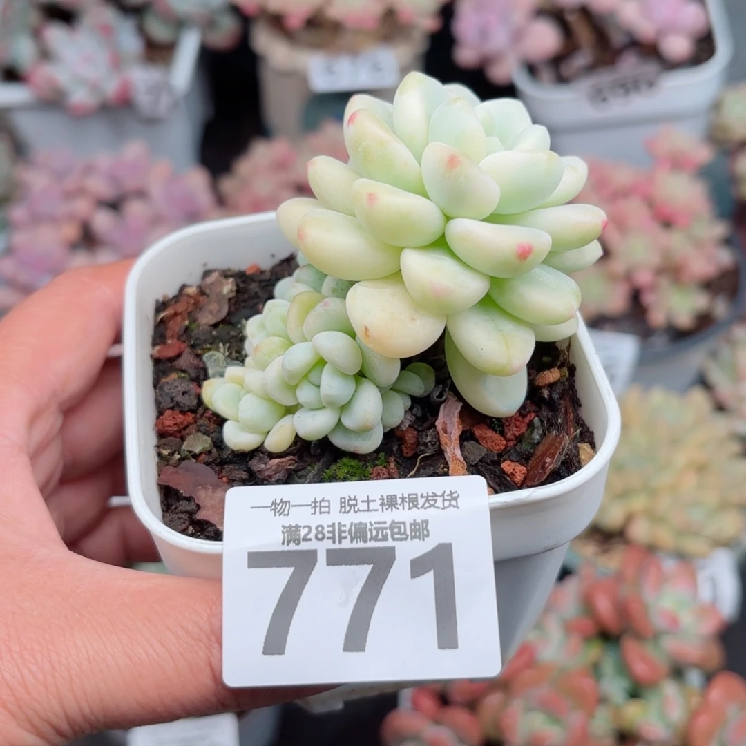 劳尔锦无盆土发货
