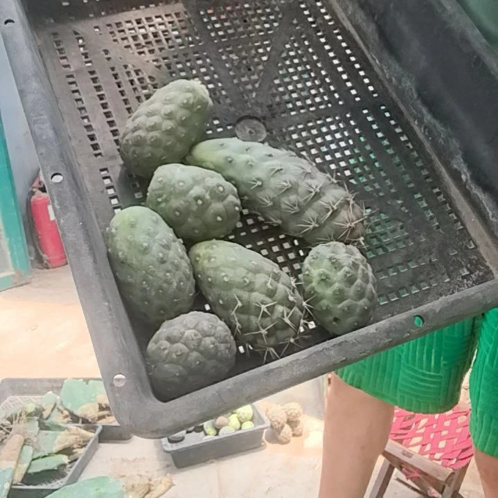 习志野仙人球侧芽7个品种