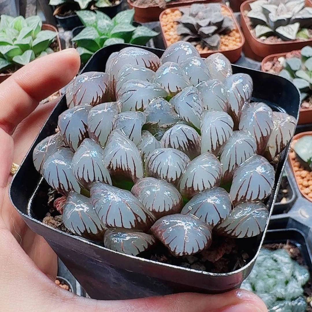 十二卷实生冰灯 母本开播福利