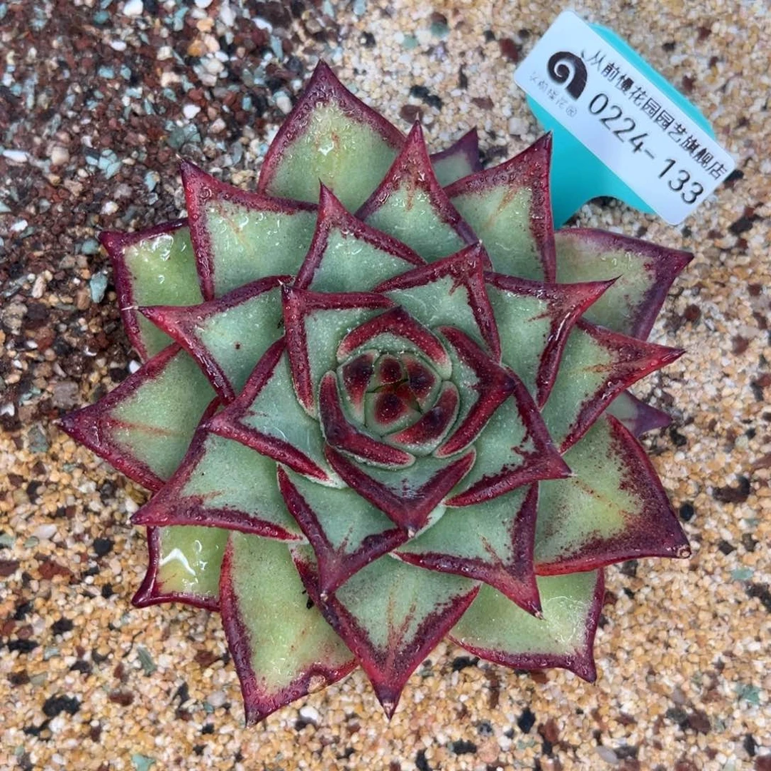 多肉一物一拍0224-133