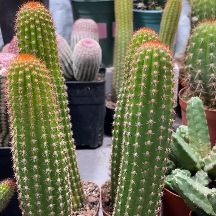 自根金妞卡布奇诺保20公分