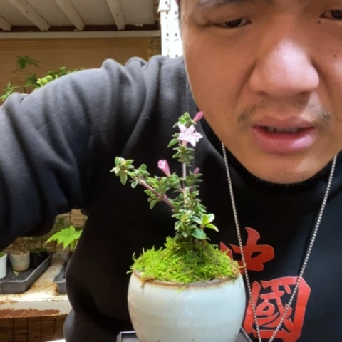 红陶一物一拍所见即所得165