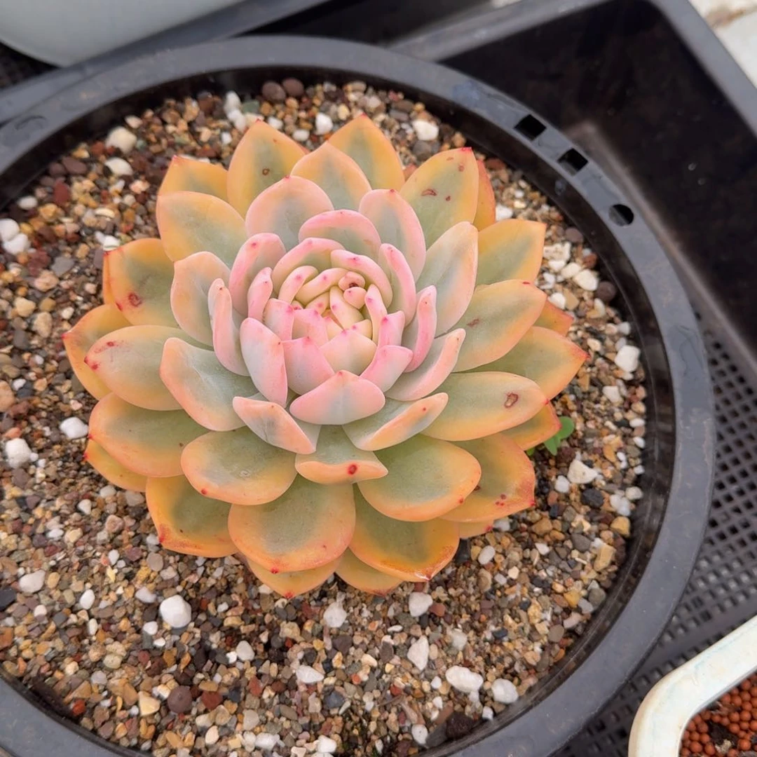 锦上园艺成梦露宽锦