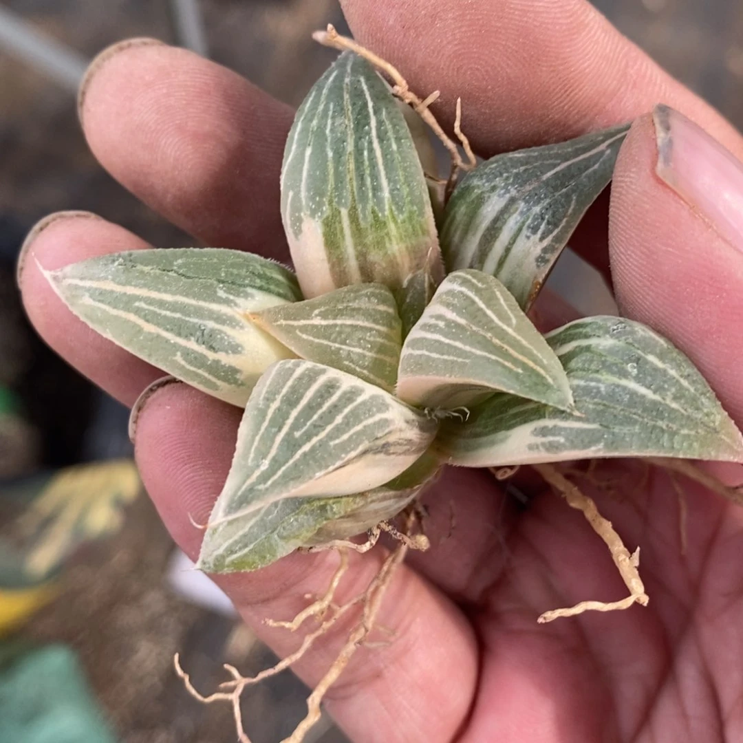 烟***?618 一颗实生福利。