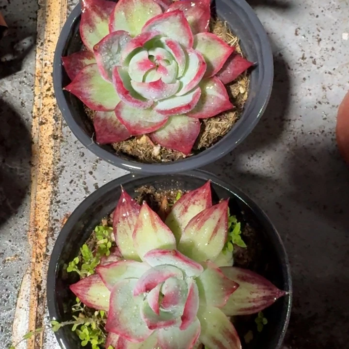 1221号2颗惊鸿仙子