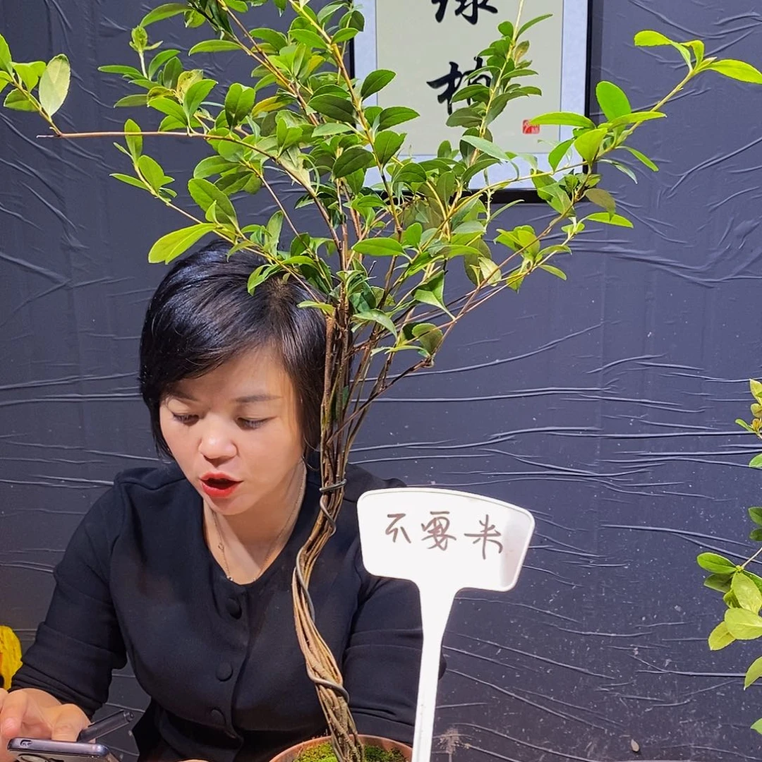 无花朵海岛春花一物一拍