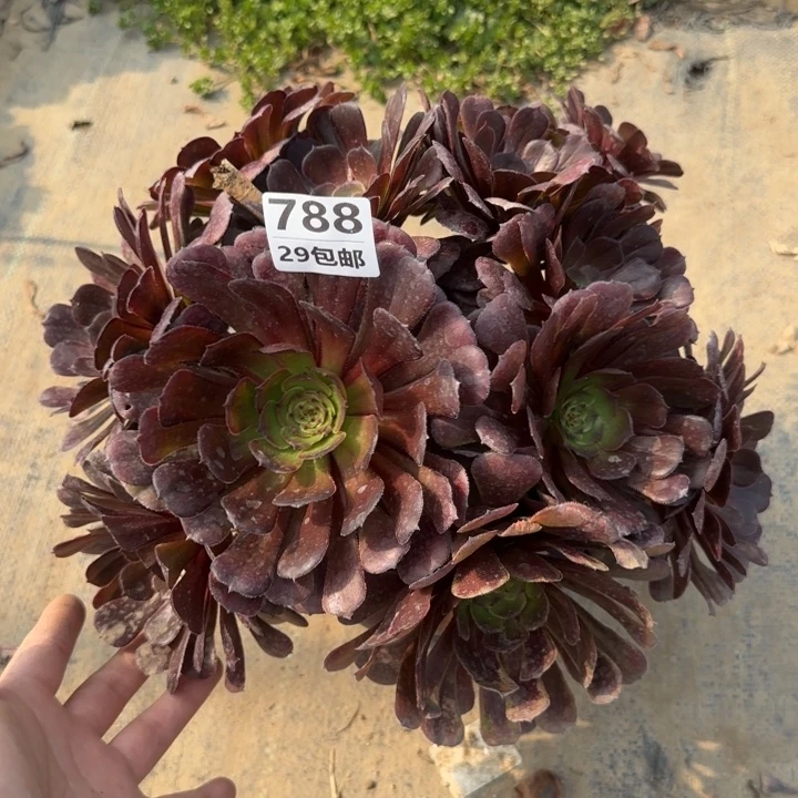 黑萝莉……多肉植物……