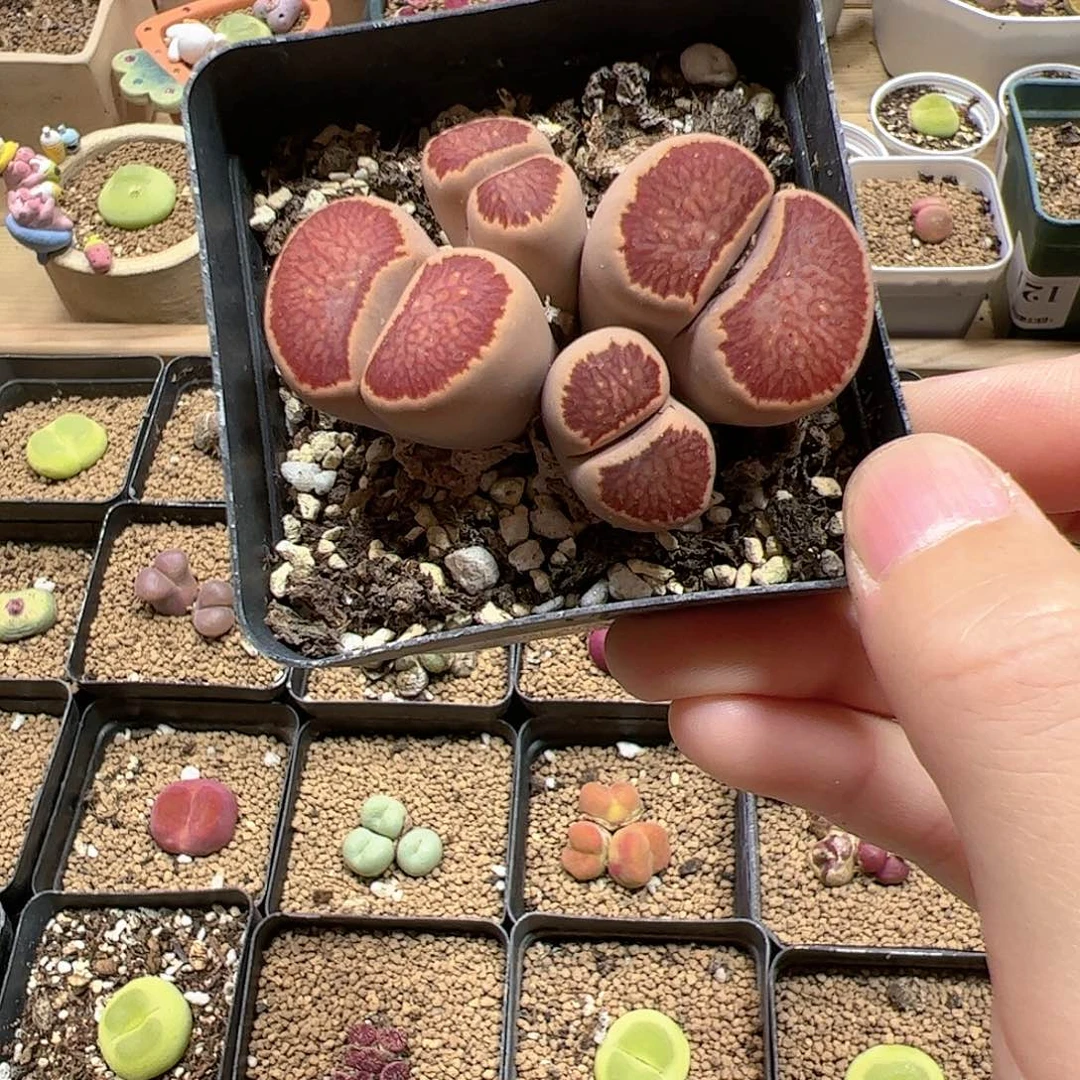 【闪购商品】158 菊