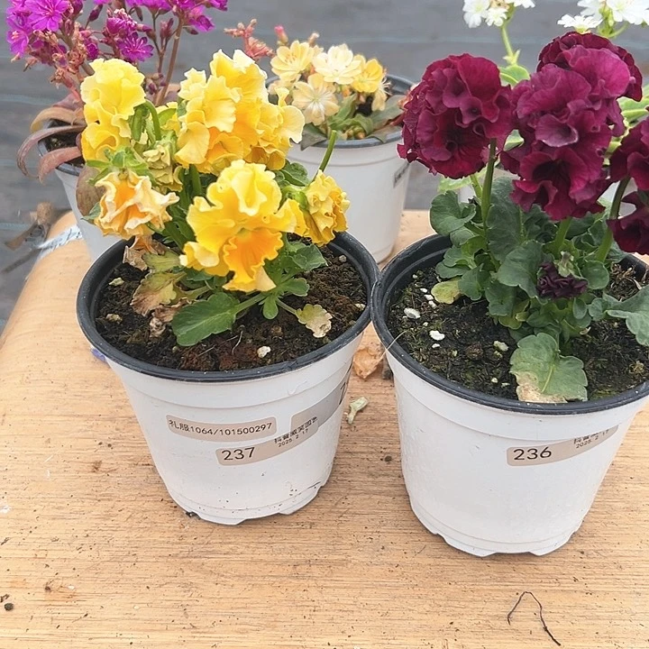 红陶抖音直播闪拍237