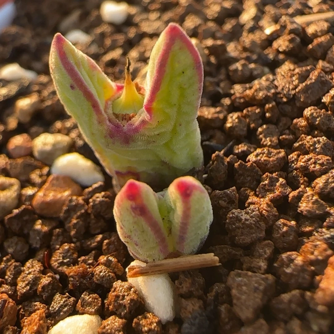 985猪蹄多肉植物百科