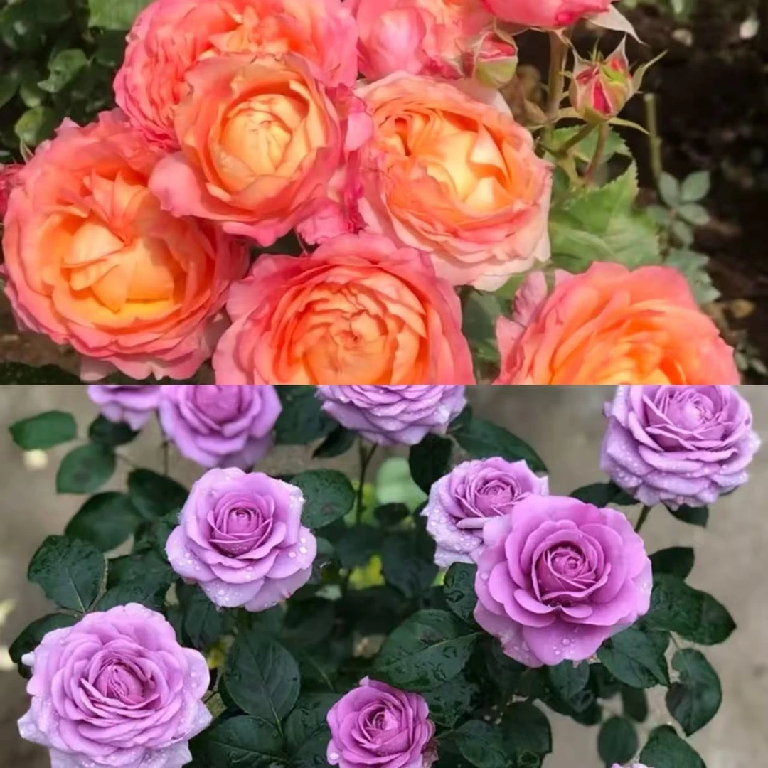 【大花美人+水王星阳台】180盆月季 阳台庭院盆栽 多季节重复开花