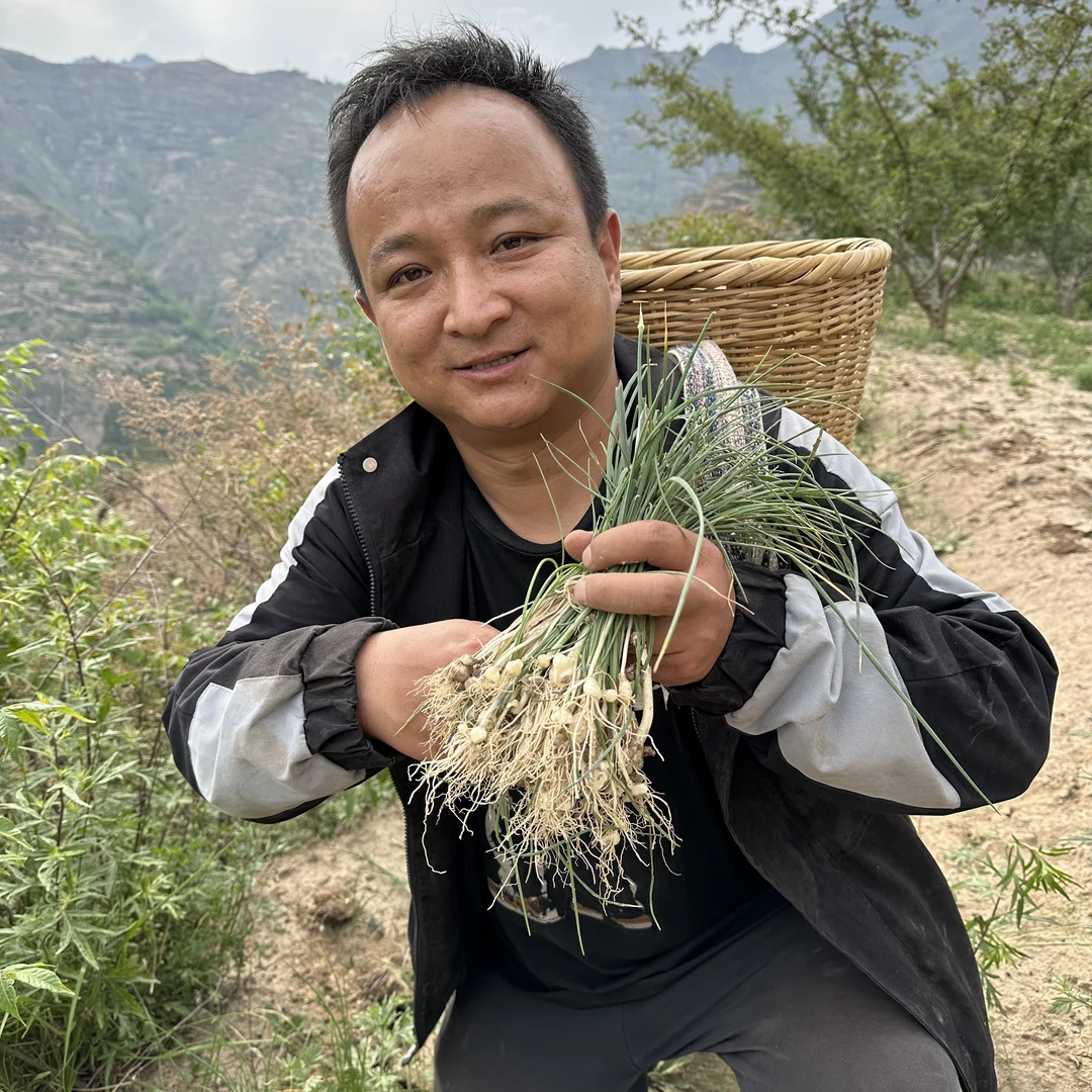 野生薤白 甘肃薤白小蒜野蒜大山里采挖非种植的无硫薤白小蒜