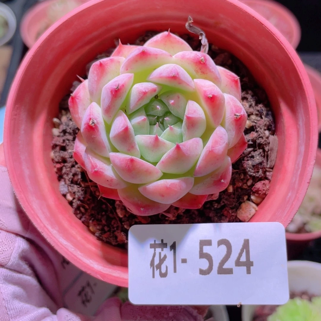花利美1-524新品单头