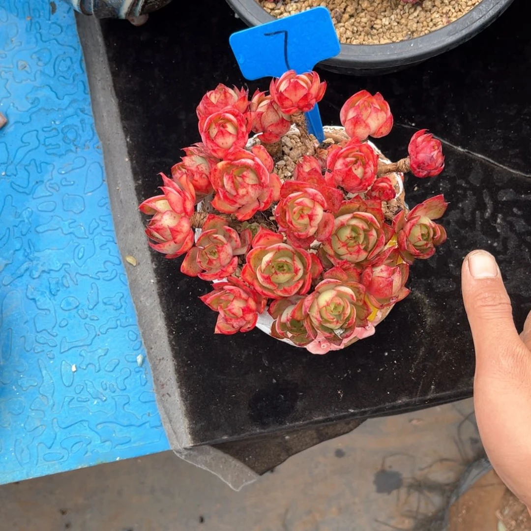 晴*雨007央金多肉