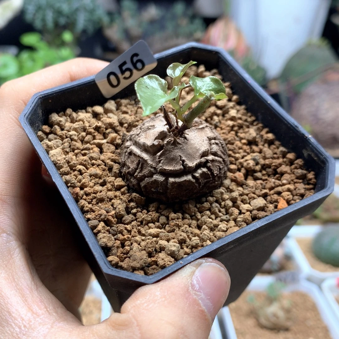 南非龟甲龙带盆发货056