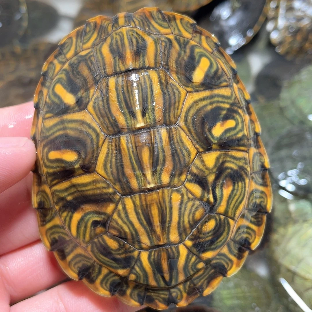 宠物龟不分公母8.2