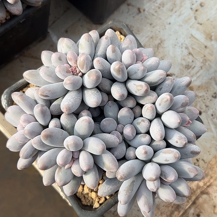 平头汤圆群生多肉