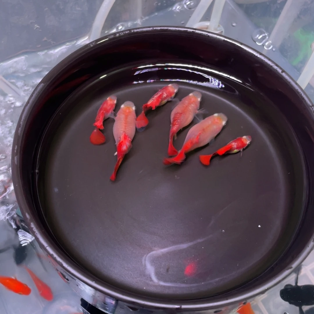 孔雀鱼黄爆球种鱼4+2备损