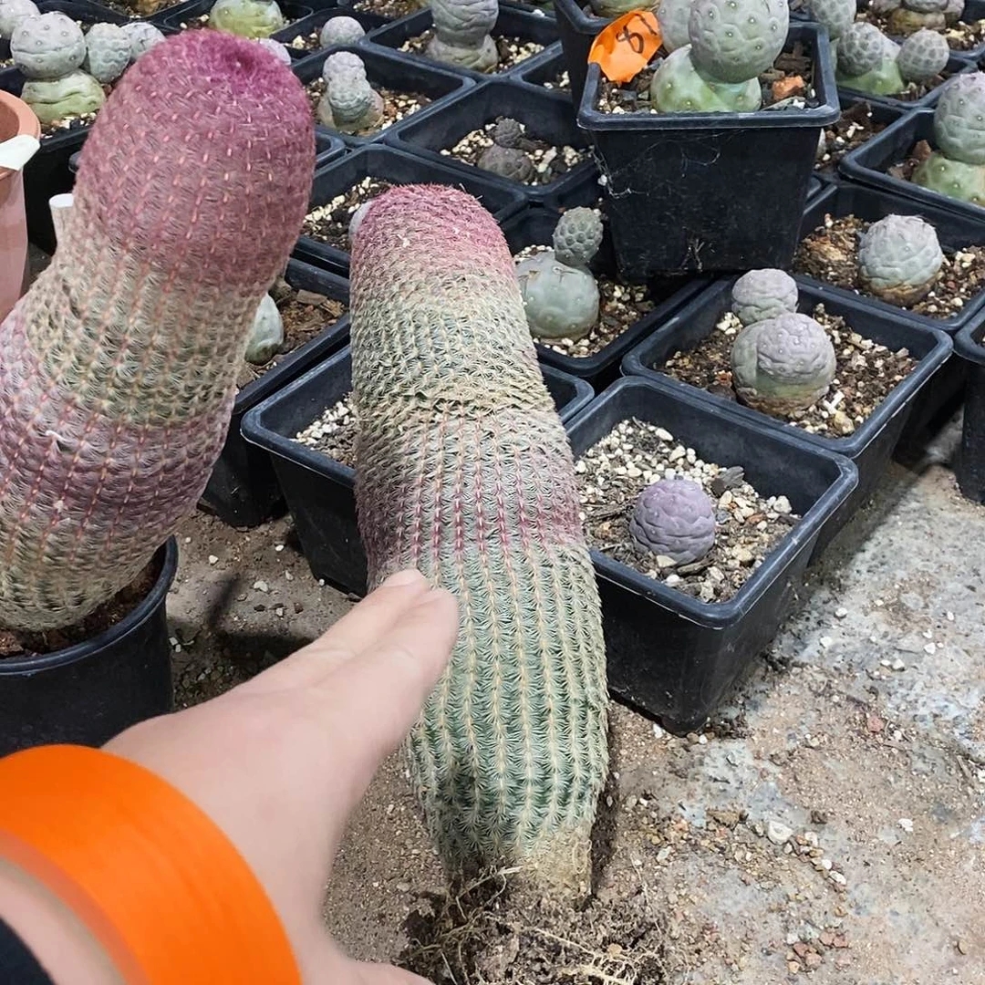 9***媛红太阳一个。