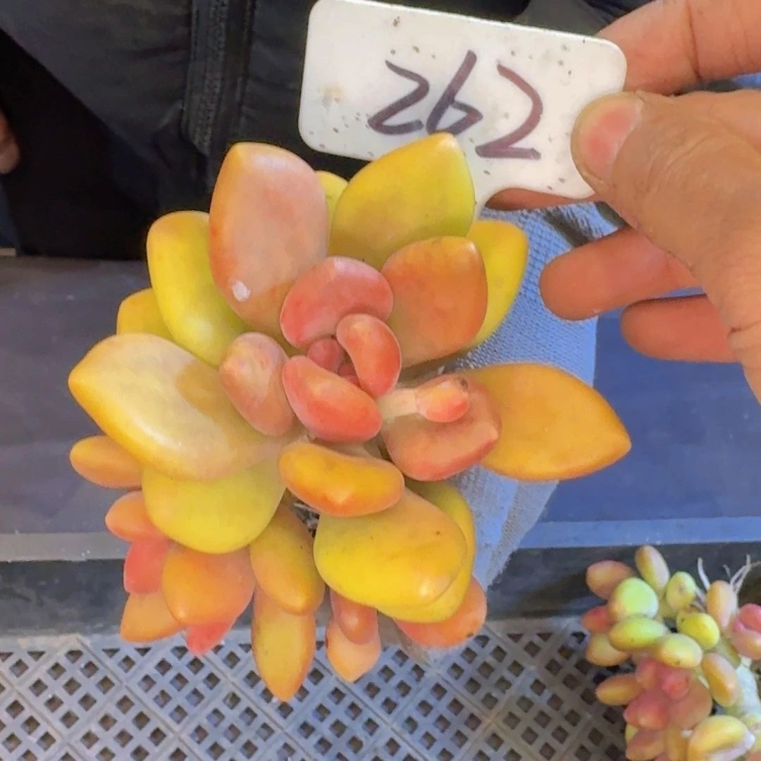 多肉植物的生长发育