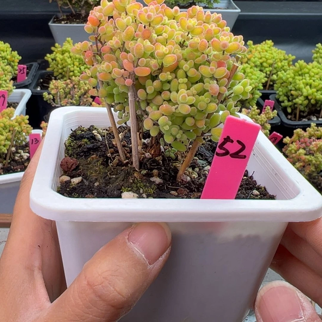 蜜橘糖球52号10cm盆