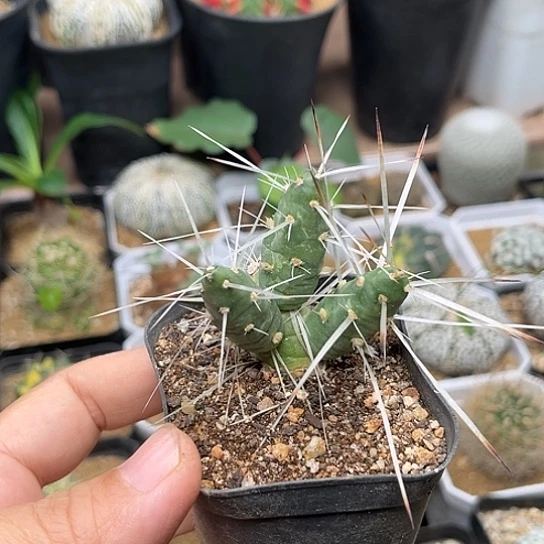 无花朵长刺白太刀稀有团扇母本