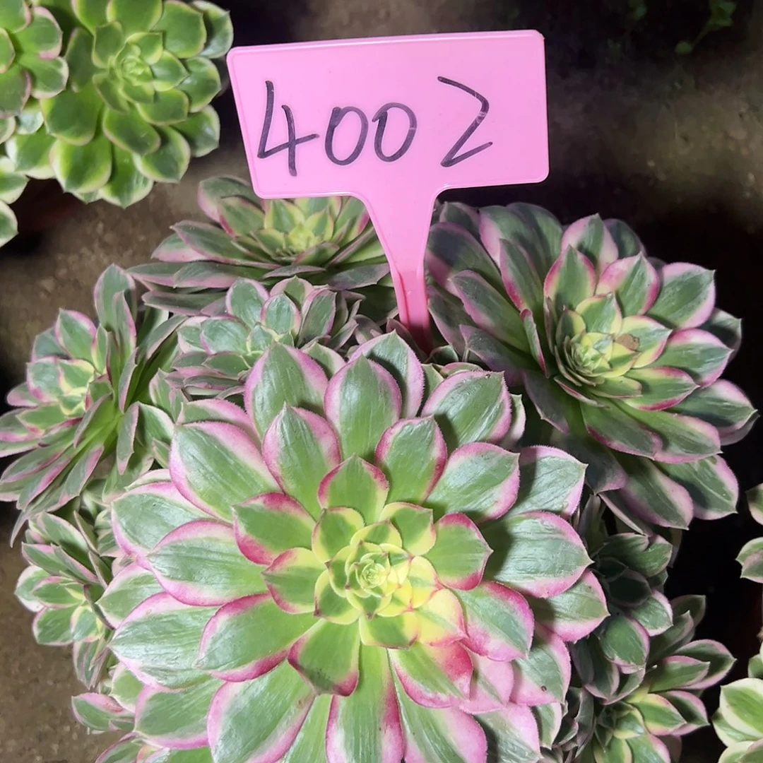 4002海王多肉法师