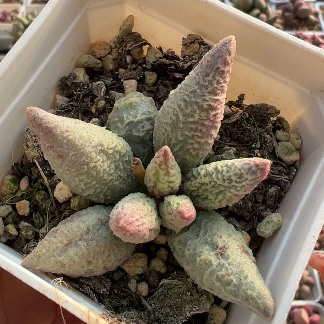 融冰大成朱多肉植物水泡