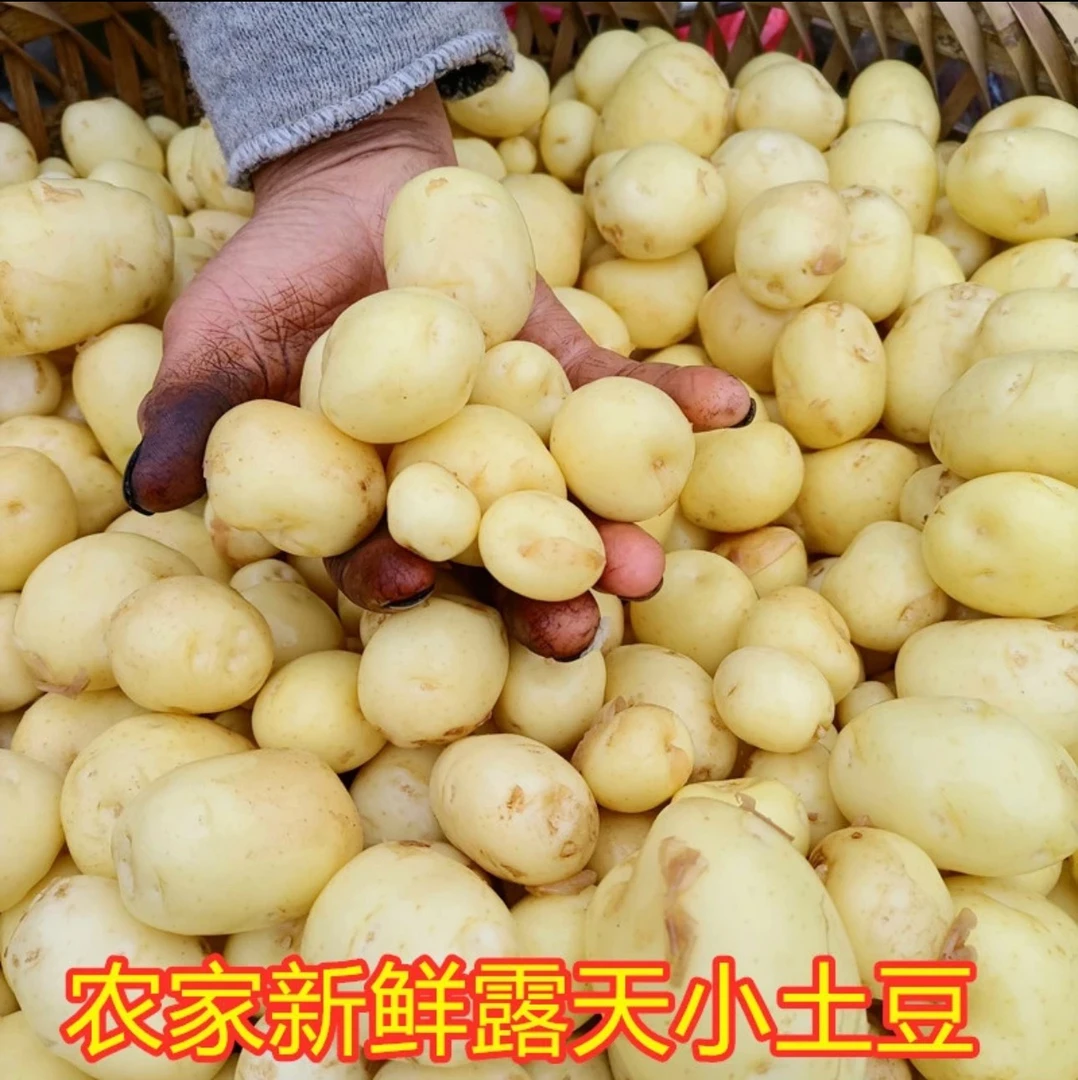 湖北新鲜现挖黄心小土豆