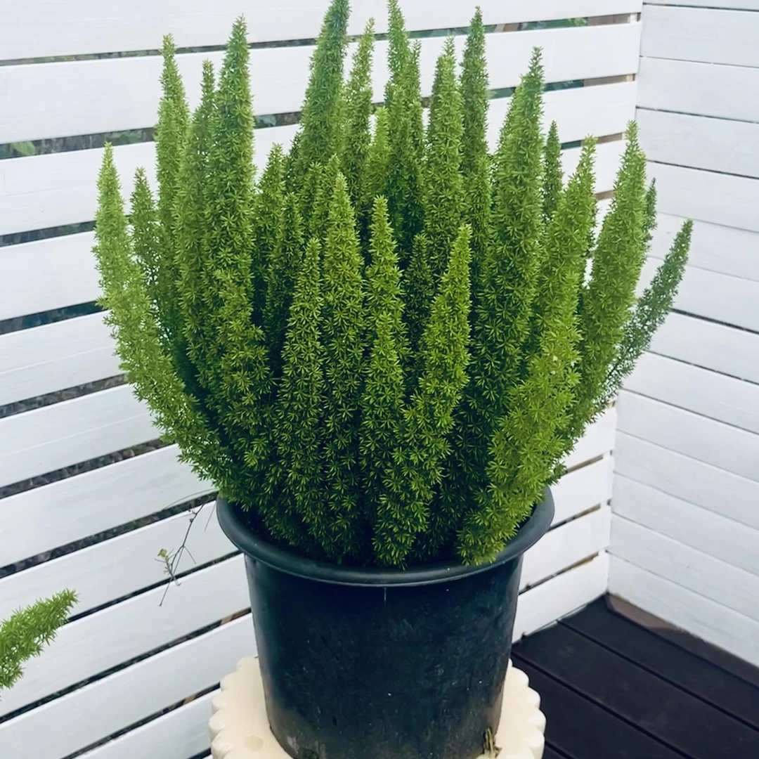 狐尾天门冬（2加仑）基地绿植客厅室内绿植盆栽直发粉黛乱子草