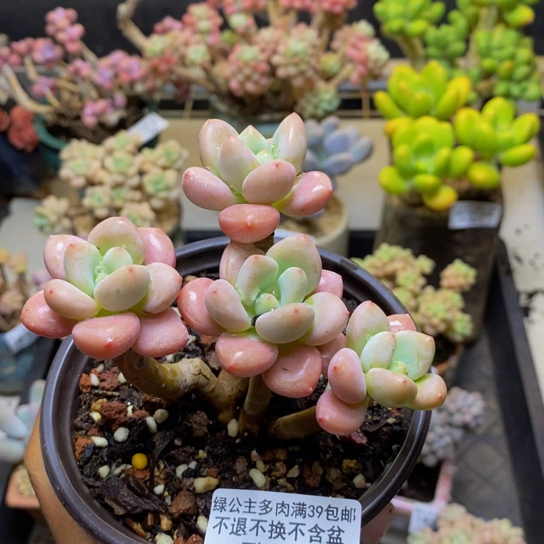 331樱花洛神多肉有断枝