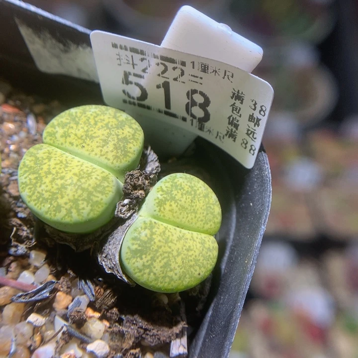 胖*精品生石花222.518