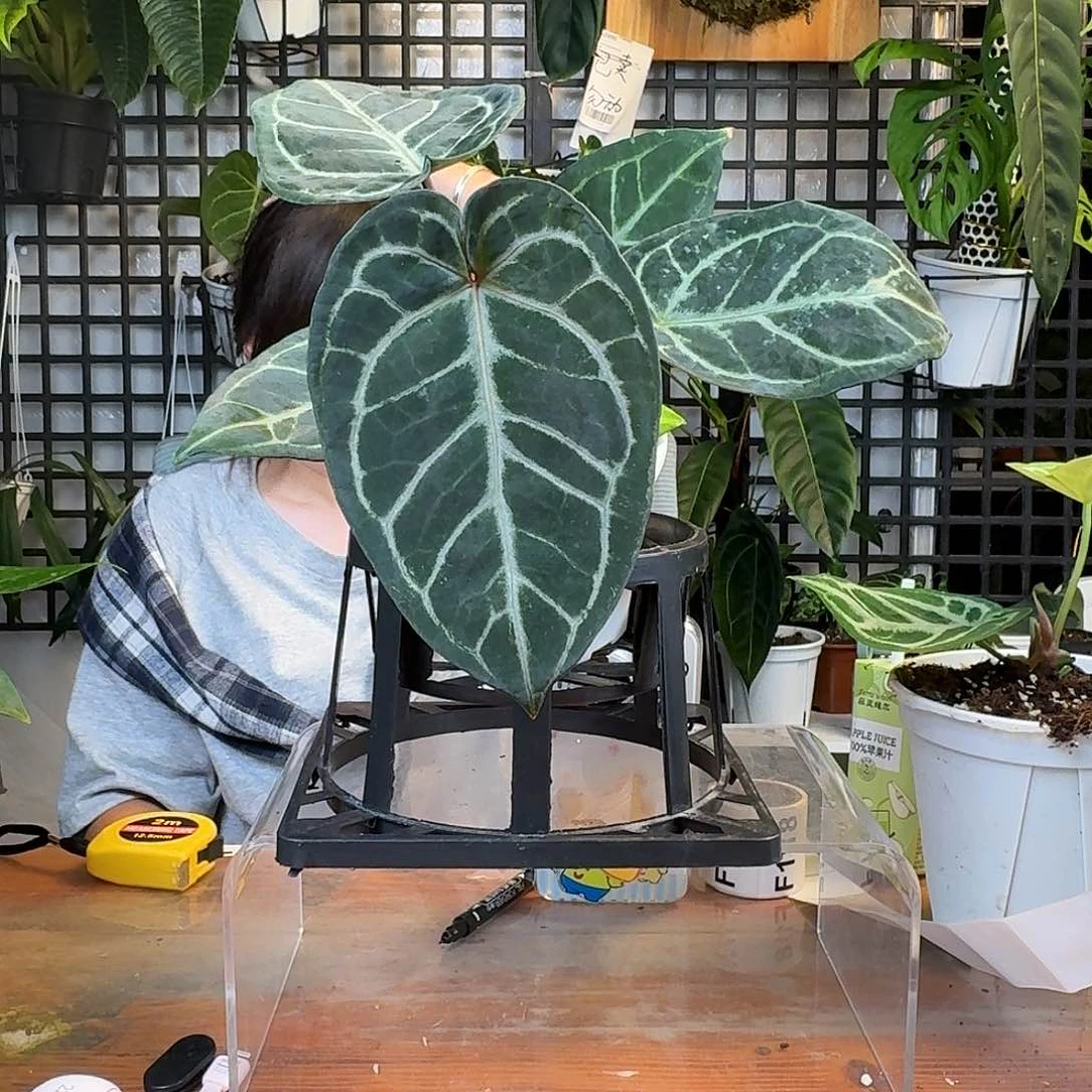 无花朵走****瞧一物一拍F115