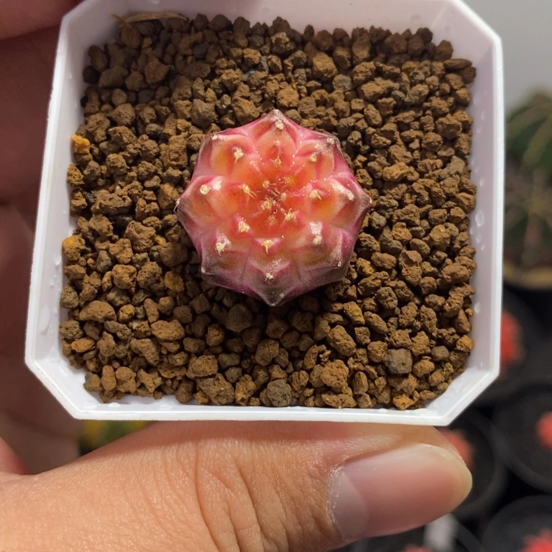 泰系轮回—带盆土发货15