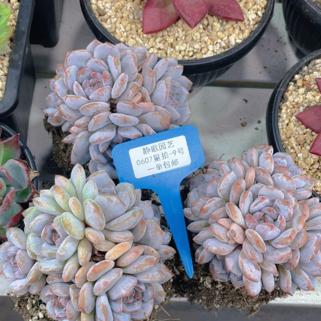 0607-9-糖心石榴籽手捧群一颗量拍