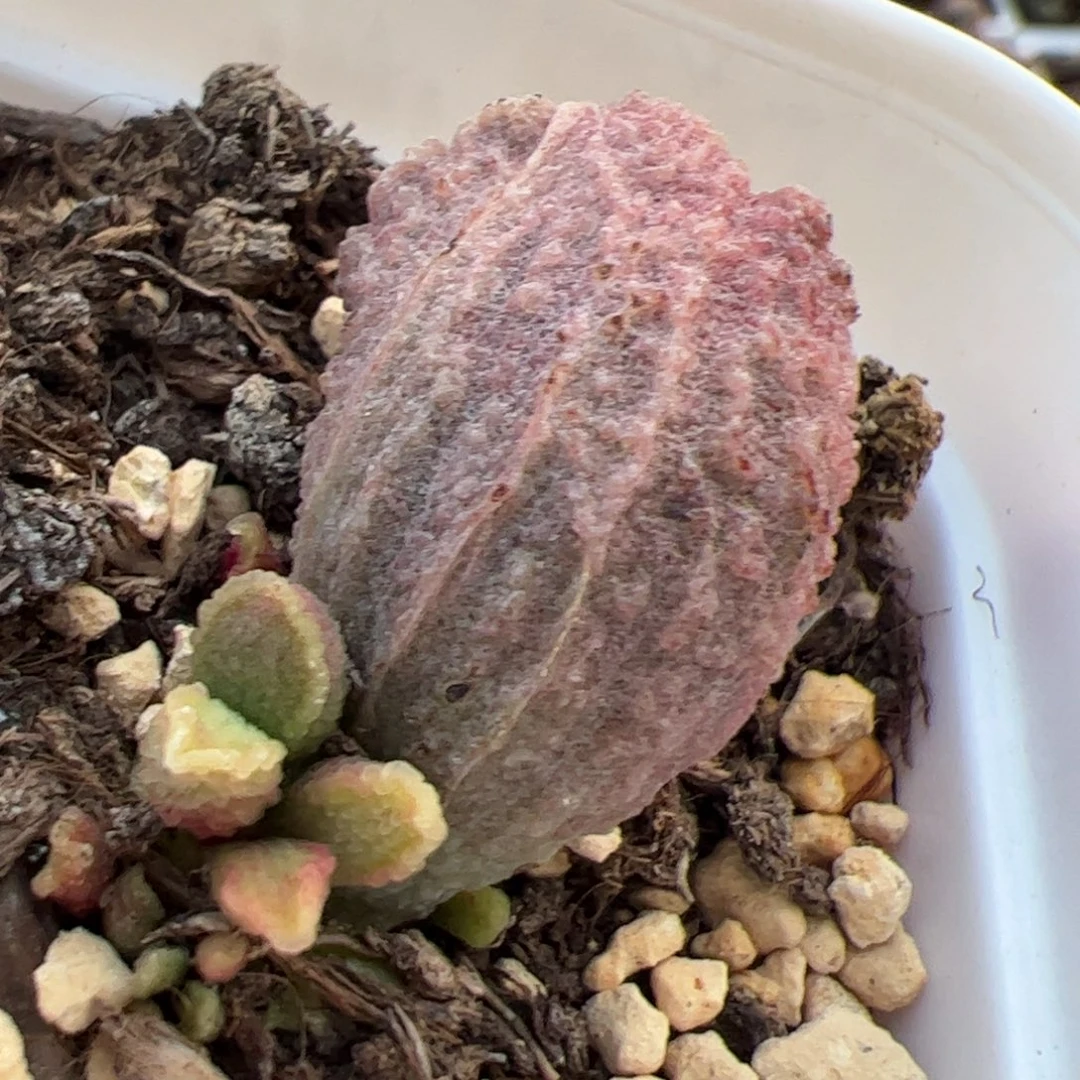 实生低叶苗多肉植物水泡