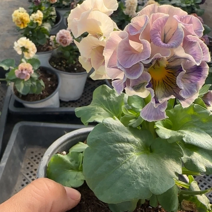 P***o无花朵M153角堇小苗一物一拍默认苗晃