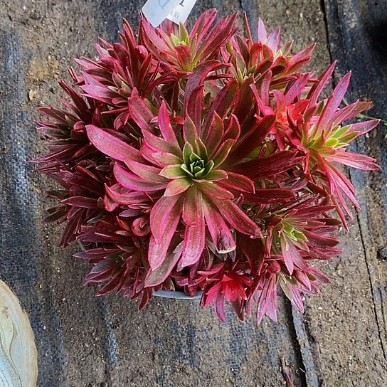 2851凤凰锦多肉法师