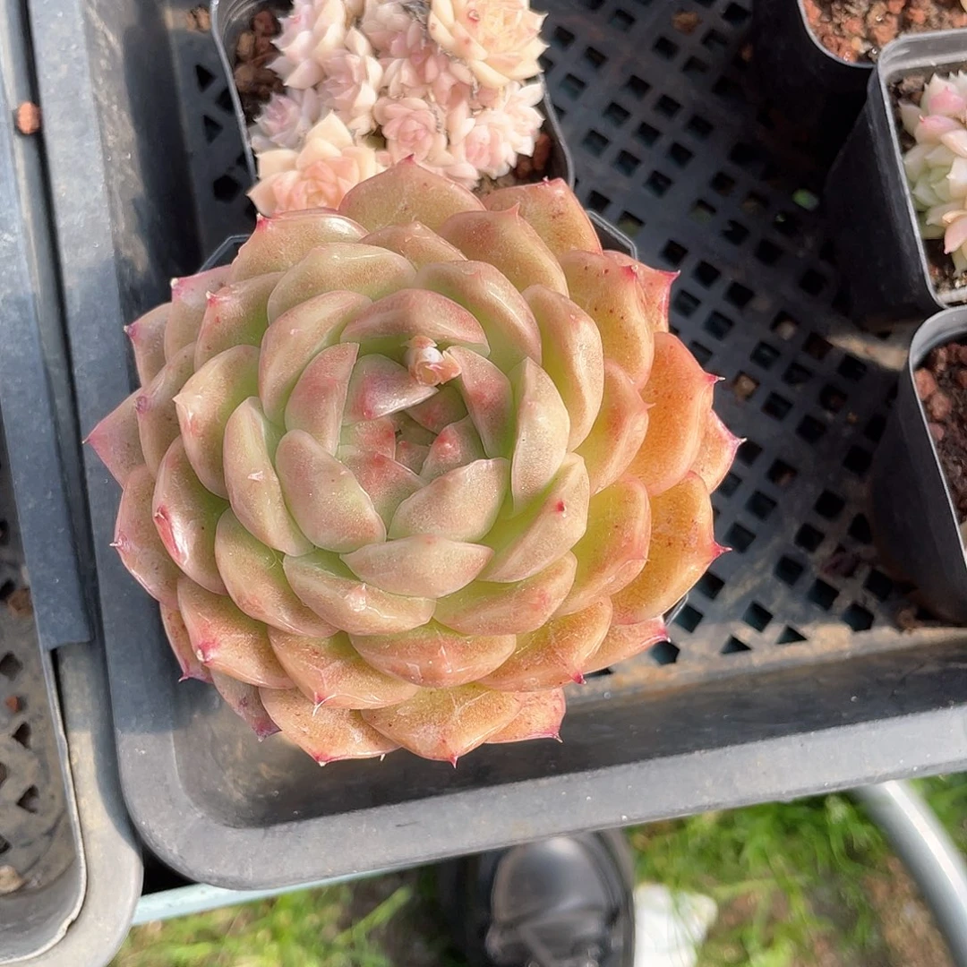 优选麦秆福利9522