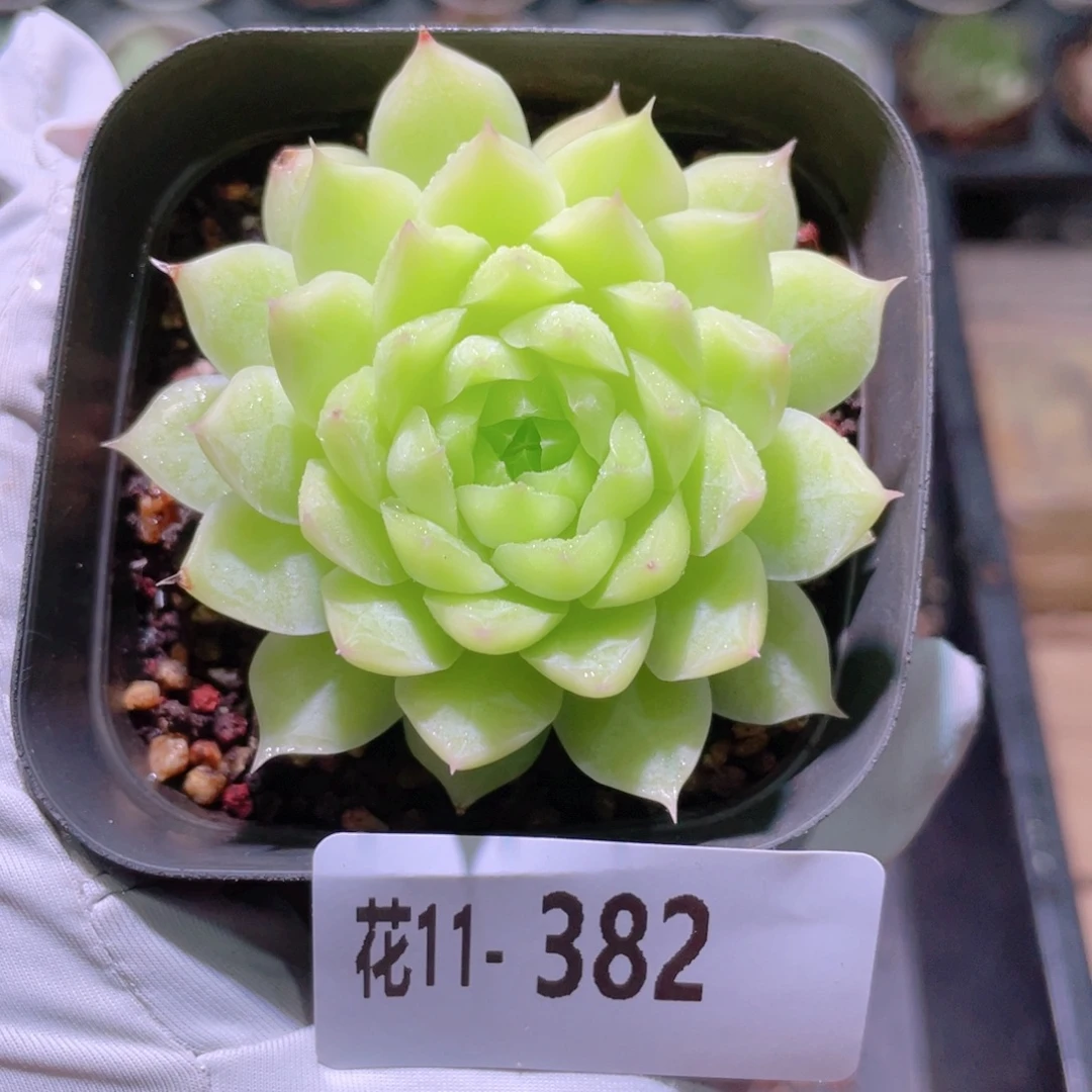 花利美11-382女王