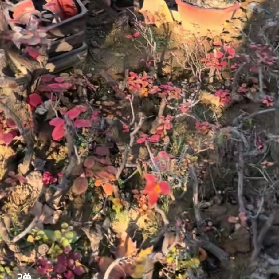 一物一拍，直播链接，请勿乱拍