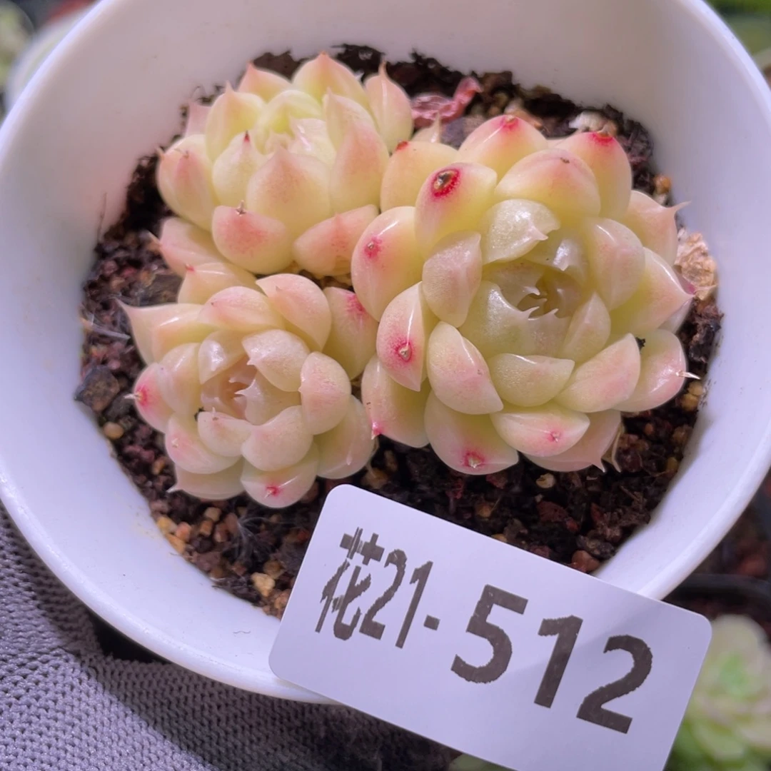 花利美21-512麦秆